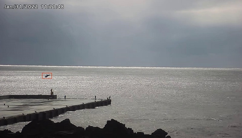 Track trends in humpback whale migration and promote sustainable tourism for Hachijo&nbsp;Island